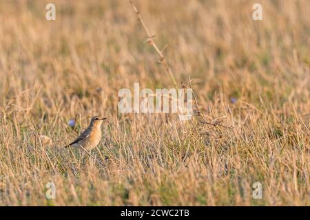 Wheatear settentrionale - Oenanthe enanthe, bellissimo uccello perching da prati e praterie europee, isola di Pag, Croazia. Foto Stock