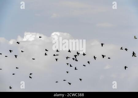 Un gregge di uccelli vola nel cielo grigio. Uccelli sul cielo Foto Stock