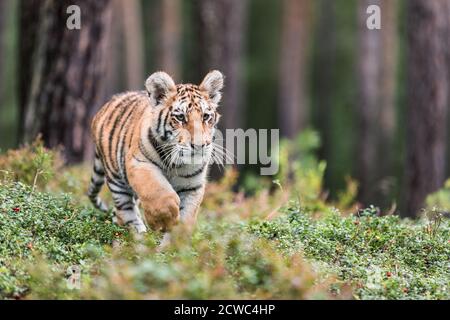 Tigre di Ussuri. Il maestro della taiga. La tigre siberiana. Ritratto della tigre uriana in un paesaggio selvaggio autunnale in giornata di sole. Una giovane tigre nella fauna selvatica. Foto Stock