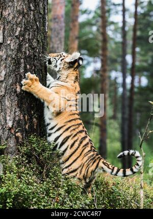 Piccola tigre di Ussuri su un albero. Ritratto della tigre uriana in un paesaggio selvaggio autunnale in giornata di sole. Una giovane tigre nella fauna selvatica. Foto Stock