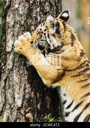 Piccola tigre di Ussuri su un albero. Ritratto della tigre uriana in un paesaggio selvaggio autunnale in giornata di sole. Una giovane tigre nella fauna selvatica. Foto Stock