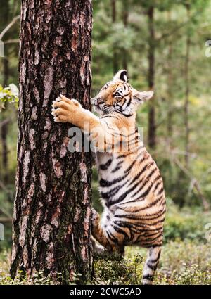 Piccola tigre di Ussuri su un albero. Ritratto della tigre uriana in un paesaggio selvaggio autunnale in giornata di sole. Una giovane tigre nella fauna selvatica. Foto Stock