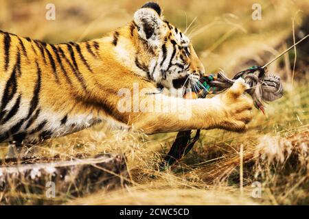 Piccola tigre che gioca nell'erba sul prato. Ritratto della tigre uriana in un paesaggio selvaggio autunnale in giornata di sole. Una giovane tigre nella fauna selvatica. Foto Stock