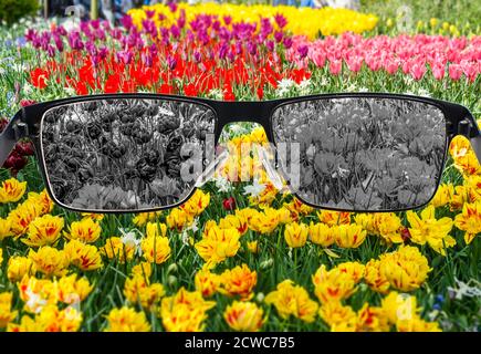 Vista sbiancata dei tulipani in bicchieri su sfondo colorato. Percezione del mondo durante la depressione. Condizioni mediche. Concetto di salute e malattia. Foto Stock