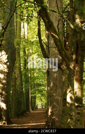 Una vista che si affaccia su un sentiero boschivo nell'High Elms Country Park, Orpington, in tarda estate con il sole che splende sui faggi maturi Foto Stock