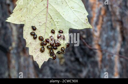 Un sacco di ladybug. Coccinellidae sulla foglia gialla della pianta. Foto Stock