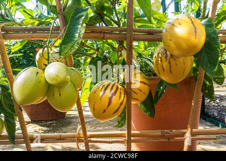 Meloni Pepini 'Solanum muricatum' specie di frutta sempreverde originaria del Sud America coltivata per i suoi frutti commestibili dolci. Conosciuto come pepino dulce Foto Stock