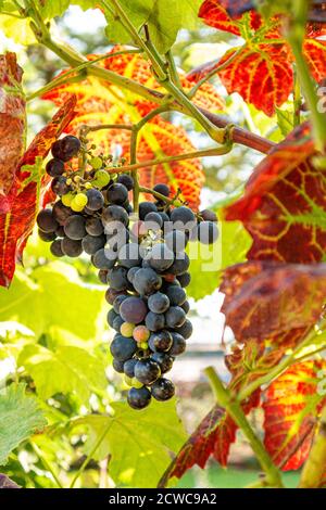 Uve Schuyler mature, un vino ibrido dalla pelle blu e uva da tavola creata dall'incrocio della Vitis vinifera Zinfandel rossa con l'ibrido di Vitis labrustca Ontario. Foto Stock