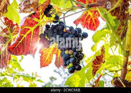 Schuyler uve mature UK, vino ibrido dalla pelle blu e uva da tavola creata dall'incrocio tra Vitis vinifera Zinfandel rosso e Vitis labrusca Hybrid Ontario. Foto Stock