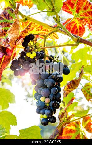 Schuyler matura mazzo di uve con il sole che si rompe, un vino ibrido dalla pelle blu e uva da tavola creata dall'incrocio di Vitis vinifera Zinfandel rosso con Vitis labrusca ibrido Ontario. Foto Stock