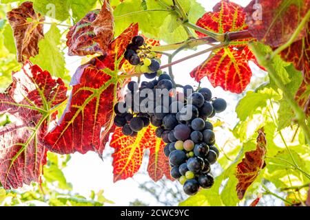 Schuyler matura mazzo di uve, un vino ibrido dalla pelle blu e uva da tavola creata dall'incrocio di Vitis vinifera Zinfandel rosso con Vitis labrusca ibrido Ontario. Foto Stock