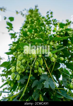 Coni verdi di luppolo fresco per la preparazione di birra e pane closeup, sfondo agricolo. Foto Stock