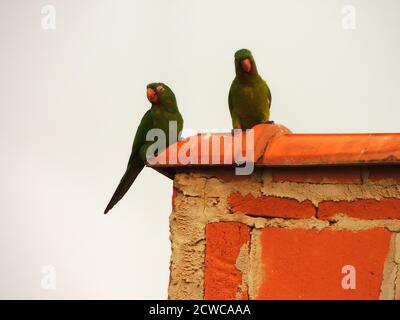 Grande immagine di due pappagalli verdi brasiliani sul tetto arancione. Coppia di pappagallo che guarda e posa alla macchina fotografica Foto Stock