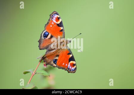 Farfalla di pavone comune europea con sfondo bokeh liscio Foto Stock