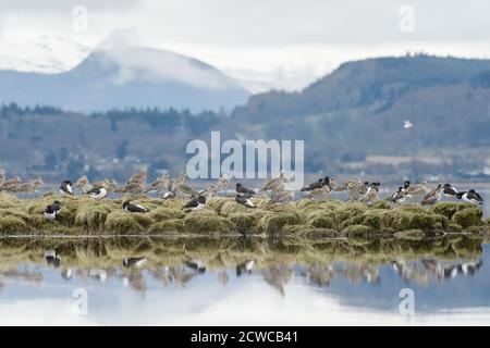 Ricci (Numenius arquata) e ostriche (Haematopus ostralegus) che arrostono su salmarsh. Cromarty Firth, Scozia, aprile 2015 Foto Stock