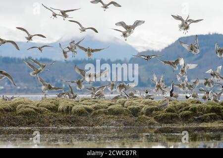 Ricci (Numenius arquata) e ostriche (Haematopus ostralegus) che arrostono su salmarsh. Cromarty Firth, Scozia, aprile 2015 Foto Stock