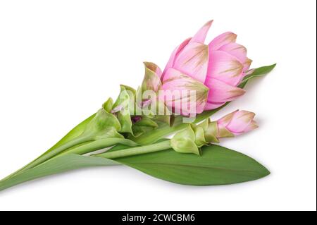 Fiori di curcuma isolati su sfondo bianco Foto Stock