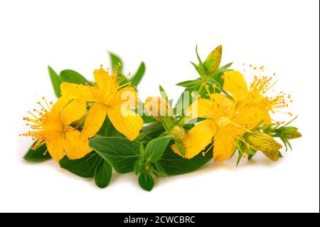 Perforare i fiori di erba di San Giovanni isolati su sfondo bianco Foto Stock