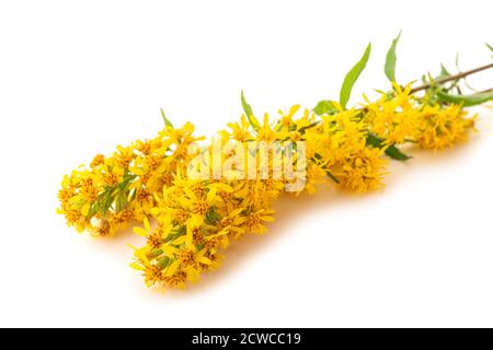 Fiori europei di gondrod isolati su sfondo bianco Foto Stock