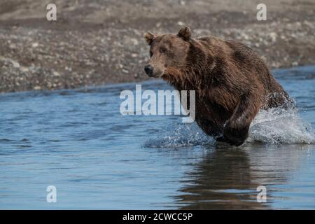 Orso bruno costiero dell'Alaska Foto Stock