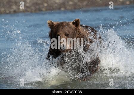 Orso bruno costiero dell'Alaska Foto Stock