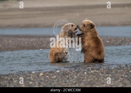 Orso bruno costiero dell'Alaska Foto Stock