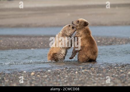 Orso bruno costiero dell'Alaska Foto Stock