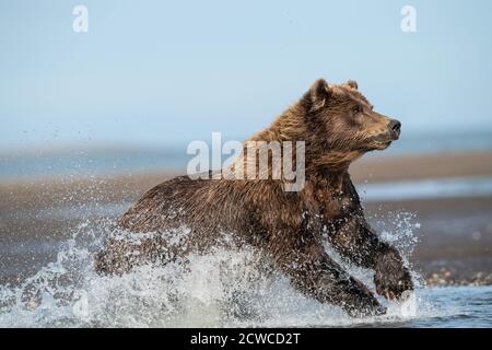 Orso bruno costiero dell'Alaska Foto Stock