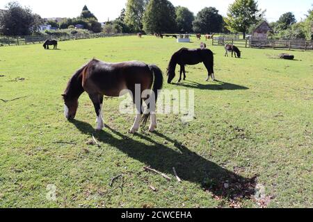 Cavalli che pascolano su erba in fattoria con animali da allevamento in background. Foto Stock