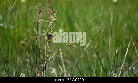 Carino minuscolo kingfisher malachite (cristatus corithornis) con piumaggio blu, arancione, bianco e becco rosso seduto su un ramo a Bwabwata National Pak. Foto Stock