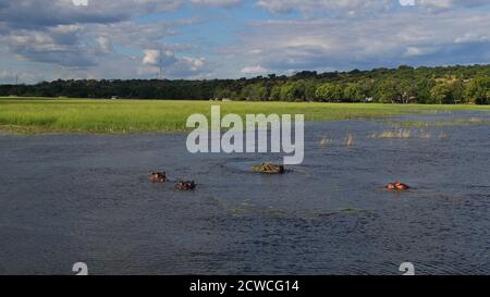 Gruppo di ippopotami (ippopotamo, ippopotamo anfibio) rilassarsi in acqua, uno coperto di erba, sul fiume Chobe con villaggio Kasane in background Foto Stock