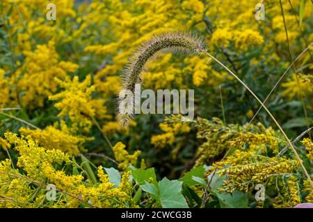 Setole giapponesi, erba-setole nodding, coda di foxtail cinese, miglio cinese, coda di foxtail gigante o coda di foxtail noding in campo di goldenrod. Foto Stock