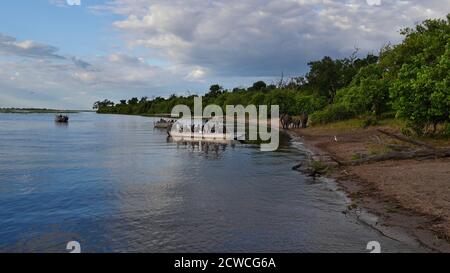 Kasane, Botswana - 04/29/2018: Tre barche da safari con turisti che osservano un piccolo gruppo di elefanti africani (loxodonta) sulla riva del fiume Chobe. Foto Stock