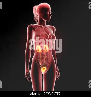 Illustrazione 3D che mostra il tratto urinario femminile con reni, vasi sanguigni, uretere e vescica urinaria Foto Stock
