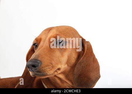 Dachshund dai capelli lisci, isolato su sfondo bianco. Cane dai capelli rossi. Foto Stock