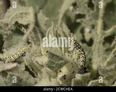 Mullein Moth caterpillar, Shargacucullia verbasci, che si nutre di foglie di Great Mullein, Verbascum thapsus, Worcestershire, UK. Foto Stock