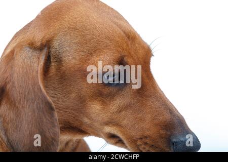 Dachshund dai capelli lisci, isolato su sfondo bianco. Cane dai capelli rossi. Foto Stock