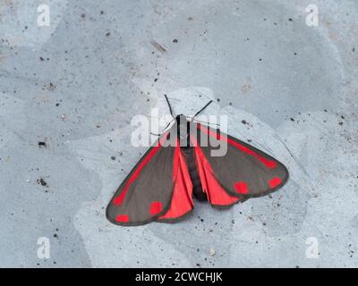 Cinabro Moth, Tyria jacobaeae, adulto singolo, appoggiato a parete. Worcestershire, Regno Unito. Foto Stock