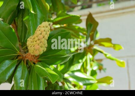 Magnolia frutta sullo sfondo verde foglie. Baccello di semi di velluto Magnolia sull'albero. Magnolia soulangeana. Foto Stock