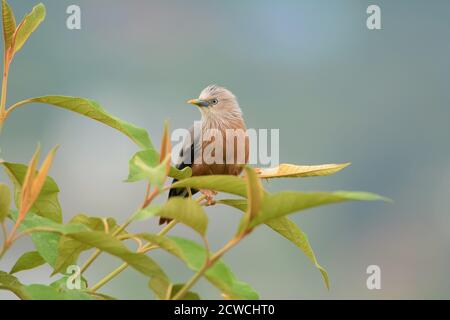 Bird Chestnut coda di stelle sulla cima dell'albero Foto Stock