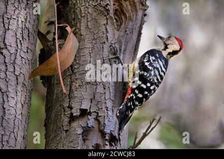 Bird - Woodpeacker Fulvous BRETWTARD Foto Stock