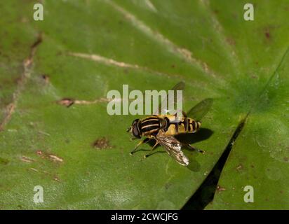 Brindled Hoverfly, Helophilus pendulus, singolo adulto che riposa su foglia di giglio, Worcestershire, Regno Unito. Foto Stock