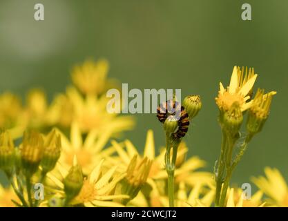 Cinabro Moth, Tyria jacobaeae, singolo bruco che si nuoccano su Ragwort, Senecio jacobaea. Worcestershire, Regno Unito. Foto Stock