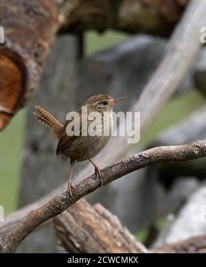 Wren, Troglodytes troglodytes, singolo adulto appollaiato su palo di legno. Worcestershire, Regno Unito. Foto Stock