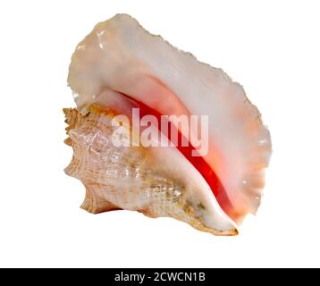 Conchiglia di mare isolata su sfondo bianco. Bella conchiglia Foto Stock