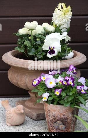 viola bianco fiore, ranuncolo e giacinto in vaso di pianta Foto Stock