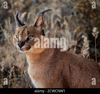 Caracal scansioni cat i suoi dintorni per alimenti Foto Stock