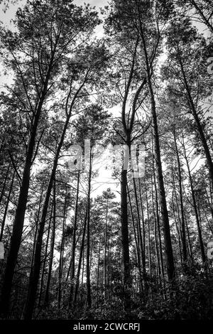 Una sobra immagine in bianco e nero di pini in giovane età forrest Foto Stock