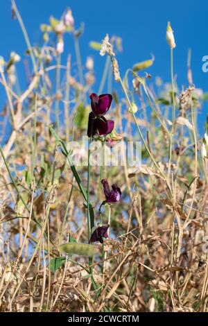 Piselli dolci - Lathyrus piante Odoratus - essiccati al fine della stagione in crescita Foto Stock