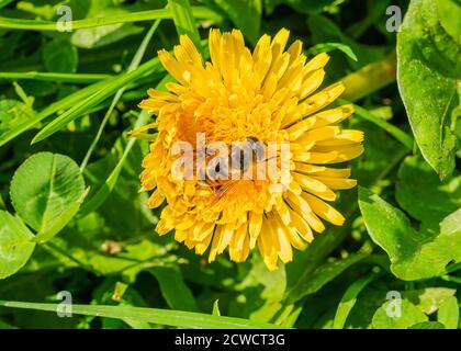 ape sul fiore giallo del dente di leone su uno sfondo verde di erba nel giardino. Foto di alta qualità Foto Stock